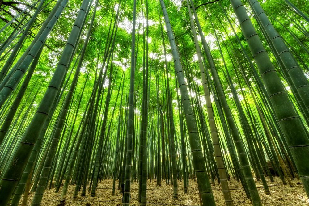 Arashiyama Bamboo Grove, Kyoto