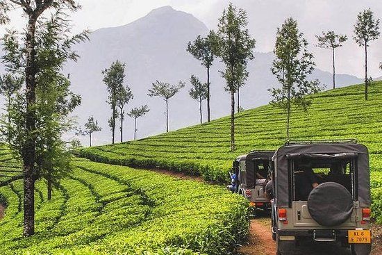 Tea plantations, Munnar